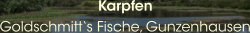 Karpfen Goldschmitt‘s Fische, Gunzenhausen